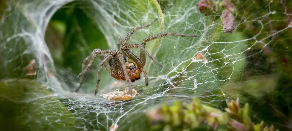 a grass spider