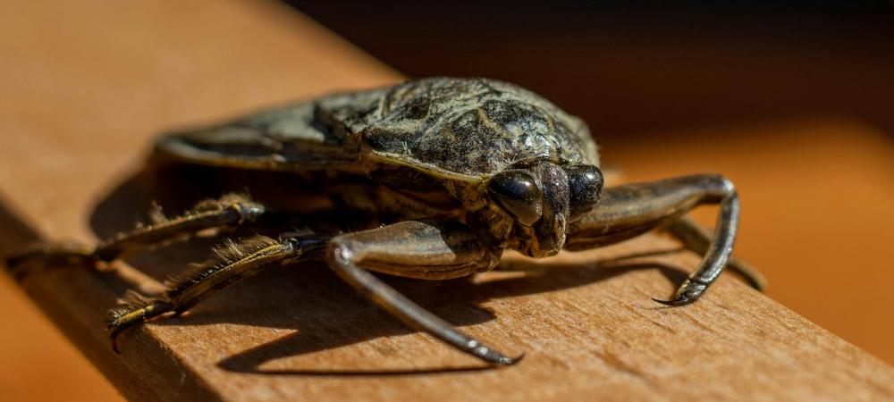 a close up of a water bug